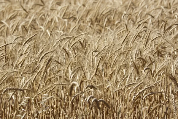 Campagne d’Italie, Sicile, champ de blé — Photo